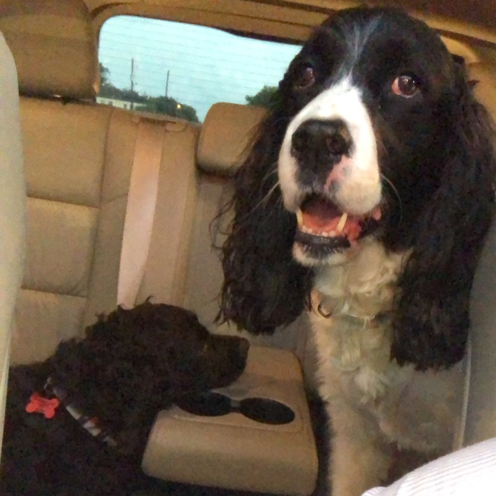 Meet your Posher, Ben